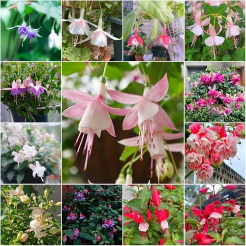 fuchsien - topf draußen zimmerpflanzen kübelpflanzen sommerblumen bonsai gartenpflanzen - Seltene - stauden 50samen