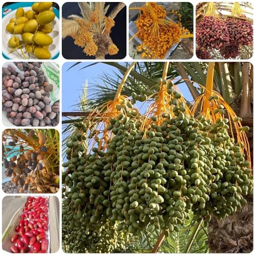 Dattelpalme - gartenpflanzen winterhart mehrjährig dactylifera - balkonpflanzen exotische pflanzensamen baumsamen bio kaufen 15Samen
