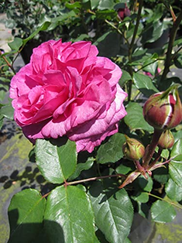 Rosa Kaffe Fassett Rose ® - Edelrose - Tantau Rose