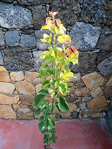 Pianta di arance Albero arancio Tacle - Imballaggio speciale protettivo