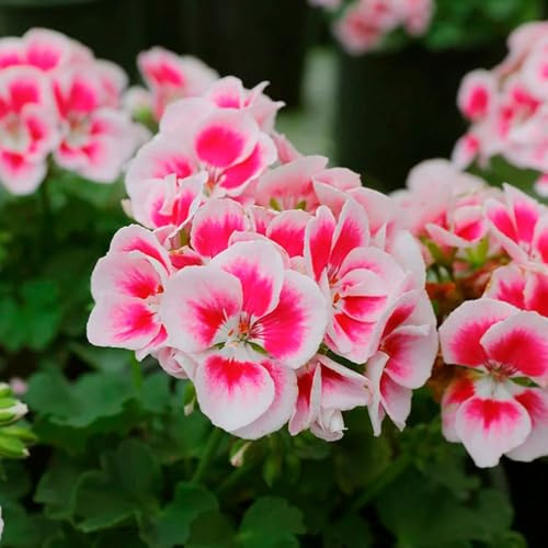 gerani semi di da balcone pelargonio decorazione floreale organica per balcone da giardino di semi insoliti ornamentali per luoghi 600semi