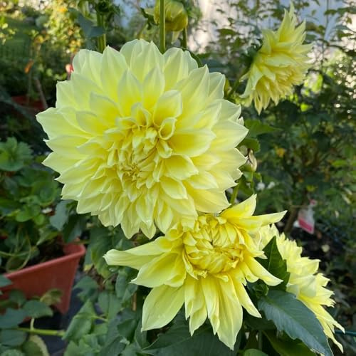 tuberi di dalia in vaso balcone interno raro giardino resistenti 6pcs