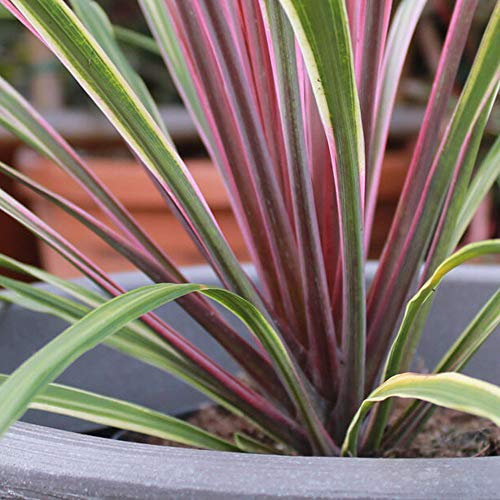 Cordyline Australis 'Can Can' Cabbage Palm Evergreen Garden Shrub Plant in Pot (9cm Pot, 20-30cm)