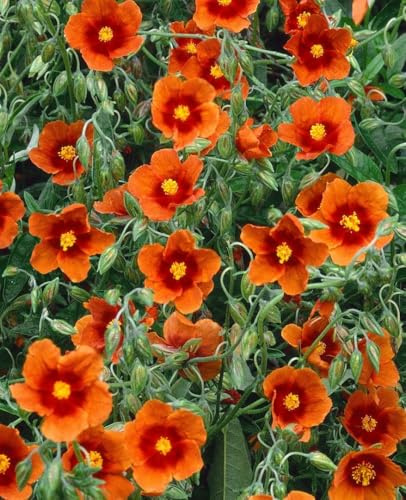 Helianthemum x cultorum 'Bronzeteppich' 9x9 cm Topf – Winterhart, Mehrjährig, Pflegeleicht – Sonnenröschen – Bodendecker für Steingarten & Beet