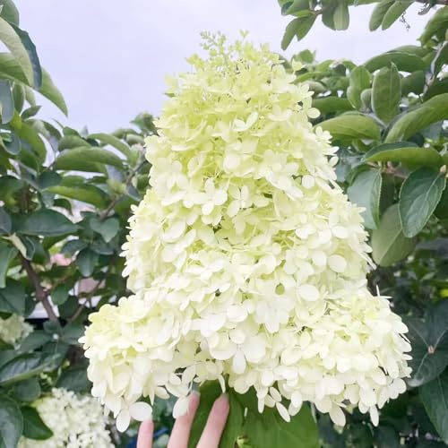 semi di ortensia paniculata, decorative giardino biologici esterno 25pcs