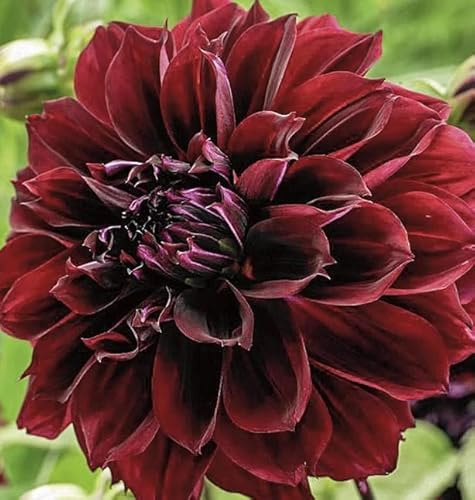 Votaniki Dark Fubuki Dahlia Bulbs - Dark Red Dahlia, Perennial Dinnerplate Dahlia Flowering Bulbs | Large Blooms, Easy to Grow, Perfect for Cut (1 Pack)