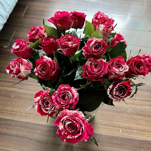 semillas de rosas perennes resistentes, rosas trepadoras raras, decoración de salón, rosas jardín macizos, exóticas resistentes 600pcs