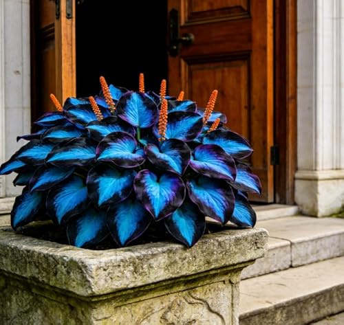 Hosta gigante - Foglie extra-large a forma di freccia, una hosta perenne resistente, ideale per giardini ombreggiati-2 PIECE-H