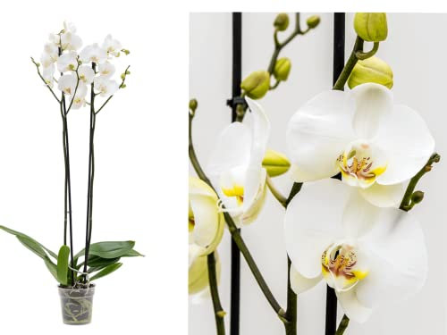 White Orchid Plant - Live phalaenopsis, White Blooms in 12cm Pot - 40-50cm Height