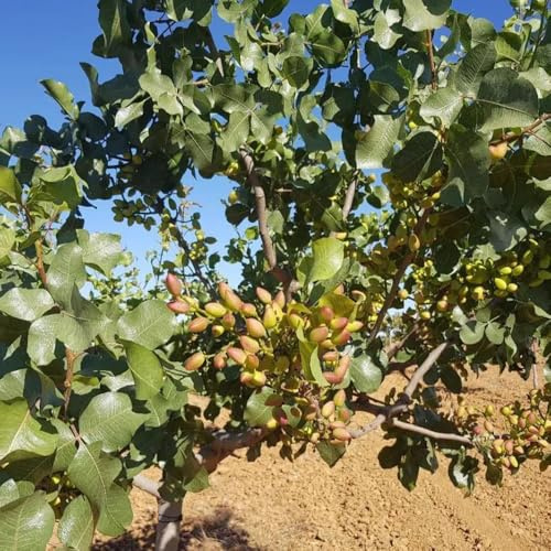 semi resistenti di pistacchio - vecchie varietà, esterno, perenni, biologici esotiche, 30pcs