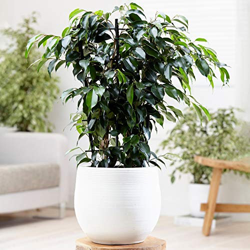 Ficus benjamina Danielle - Weeping Fig | Evergreen Indoor 30-40cm Potted Plant