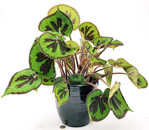 POWERS TO FLOWERS - BEGONIA MASONIANA XXL IN VASO CERAMICA NERO A RIGHE, VASO 20CM DIAMETRO, pianta vera