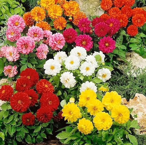 Dahlia Variabilis Opera Dwarf Double Mixed - 60 Seeds + Plant tag + Freebie - Border - Pot - Bedding