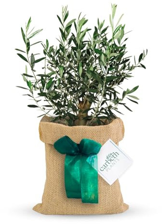 Carbeth Plants - Olive Tree 'Olea europaea' in 14cm Pot with Hessian Gift Wrap - Gift Card Included - Outdoor Fruit Tree