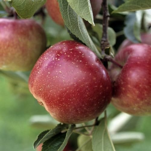 PIANTA DA FRUTTO MELO Compatible with ROYAL GALA in vaso 20 età 2/3 ann