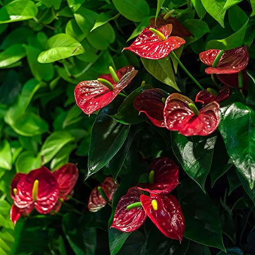 semillas de anturio - Anthurium Andraeanum decorativas jardín rocas jardín balcón resistentes Camas elevadas para el reverdecimiento tejados cama elevada semillas 500pcs