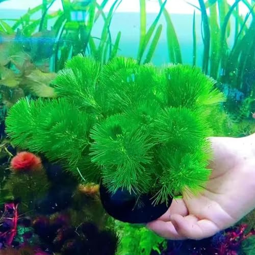 wassersamen teich - aquarium seltene kübelpflanzen teichpflanzen 550pcs