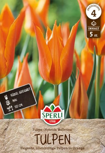 Sperli 453287 Tulpe Ballerina (5 Stück) (Herbstblumenzwiebeln)