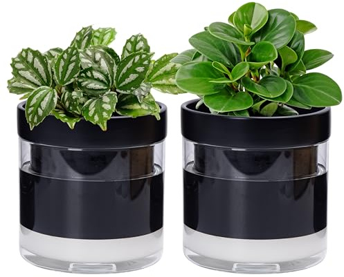 Phoenix Vine Maceta de riego automático de 6 pulgadas, maceta de arcilla de terracota negra con depósito de vidrio para plantas de interior, hierbas, flores, juego de 2, 52-C-F-2