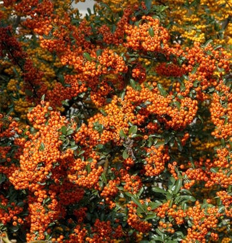 Feuerdorn Orange Star 40-60cm - Pyracantha
