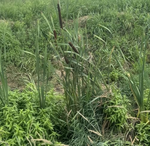 Breitblättriger Rohrkolben-Typha latifolia Samen, 100 Stück, Teichpflanze, Wasserpflanze für Gartenteiche