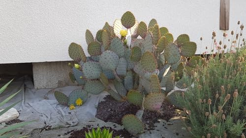 Opuntia violacea 'Santa Rita' / Oponce violette/Conteneur de 2 à 2.9 litres/Cactée