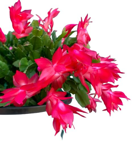 Cactus de Navidad Planta Natural Ideal para Adornar el Hogar