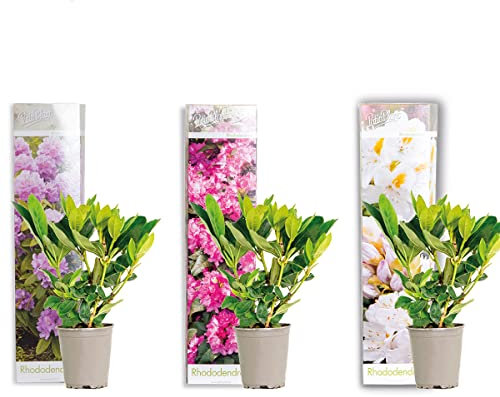 Bloomique - 3er-Set - Rhododendron - Lila, Rosa, Weiß - Immergrün - Winterhart - Gartenpflanzen - Höhe 15-20 cm - Topf 9 cm