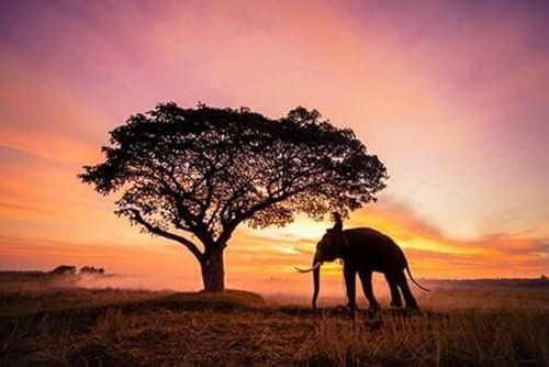 adrium Acryl-Bild 50 x 30 cm: Elefant in der asiatischen Landschaft bei Sonnenaufgang, Thailand (127267444)
