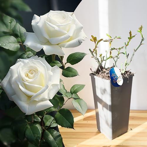 Mature Plant Elegant White Diamond Shrub Rose in 2L Pot: Well-Developed Roots, Ideal for Garden Hedging, Walkways, and Trellises