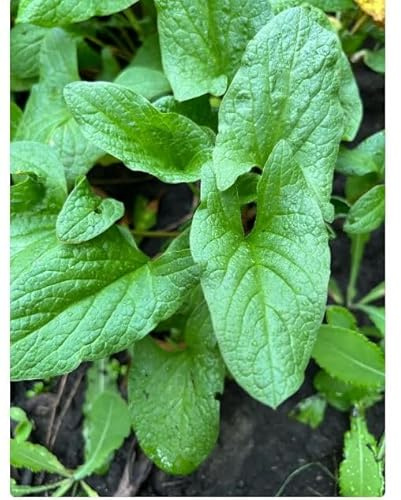 SPINICH -Medicinal Herbs - Good King Henry - Packet of 50 Seeds