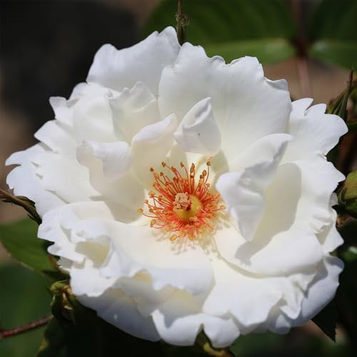 YouGarden Gift Wrapped Rose Climbing Starlight Symphony ®, 4 Litre Potted Rose, Wrapped in a Hessian Bag, Ready to Plant