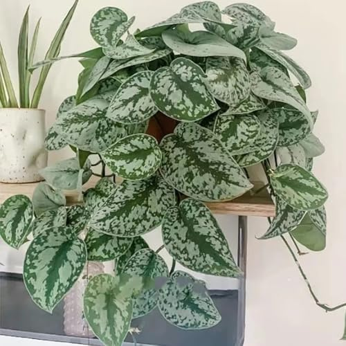 Semi di Pothos - rampicanti biologiche per giardinieri balcone sempreverde, resistente al freddo d'appartamento facili curare decorative per la 180pcs