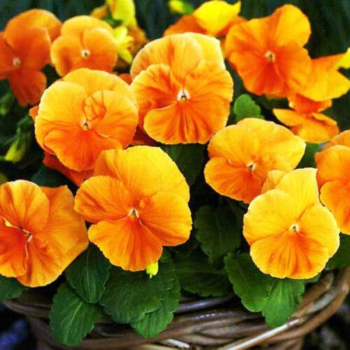 Semi freschi - SEMI DI VIOLA DEL PENSIERO ARANCIO - Viola del pensiero svizzera - Viola wittrockiana - 550 semi