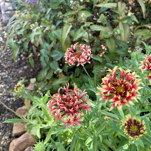 kokardenblume, bodendecker winterhart mehrjährig blumenwiese seltene, wohnzimmer deko balkon 130samen