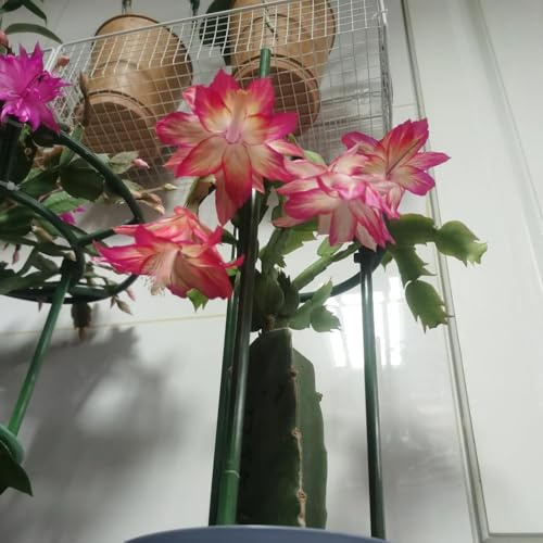 Cactus di Natale, stanza con d'ombra cactus di Natale autunnali, resistenti, selvatici, primaverile esotica mix grasse e 250semi