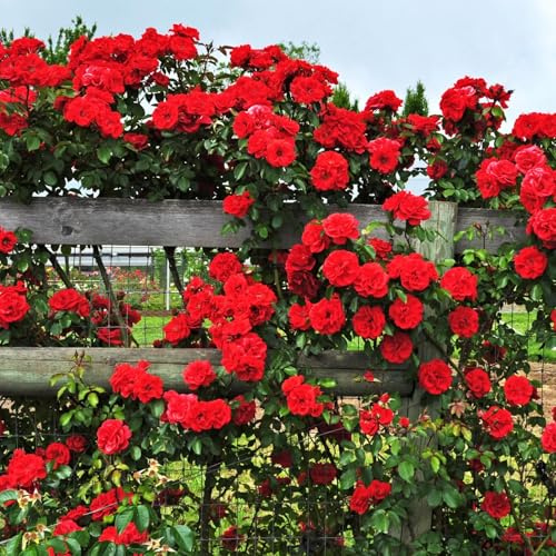 Kletterrose | Winterharte & pflegeleichte Topfrose | Blühende Kletterpflanze für Wände, Pergolen und Zäune-2zwiebeln-e