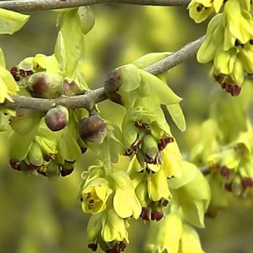 Avellano de invierno - Corylopsis spicata 30-40 C - 30-40 cm olla