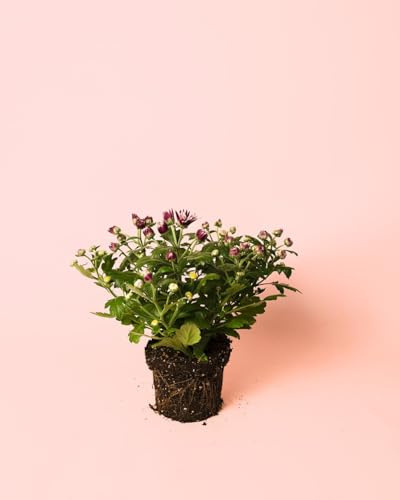 Crisantemo Morado | Planta Crisantemo Natural | Pur Plant