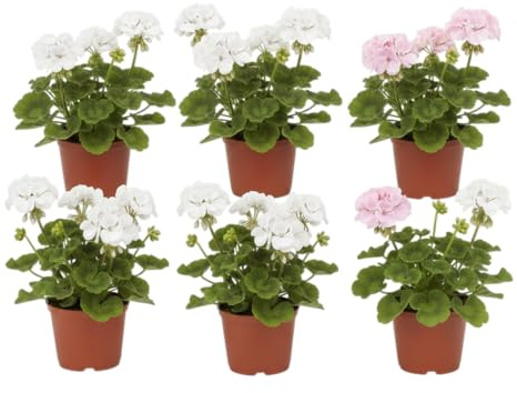 Pack Exterior Natural | Pack de 6 Geranios Naturales en Maceta DECOALIVE | Seis Plantas de Geranio Pelargonium para Interior y Exterior