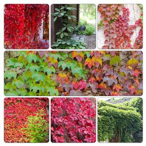 Parthenocissus tricuspidata - decorazione giardino ufficio vaso Parthenocissus tricuspidata semi di ornamentali tetti verdi 700pcs
