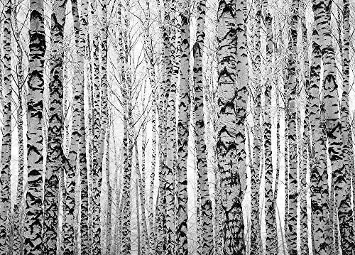 Hochwertige Fototapete - Birkenwald I Vlies-Fototapete (Kleistertapete) (100 x 71 cm) - Made in Germany