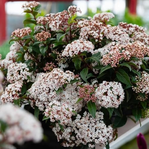 semi di palla di neve, perenne resistente tappezzante cespugli di palle di neve invernali ornamentali decorazione resistenti all'esterno 125pcs
