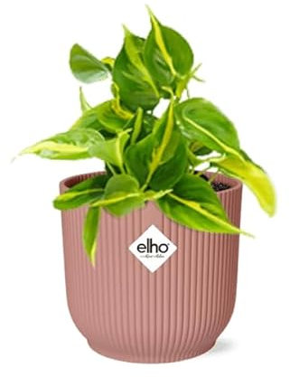 Filodendro Scandens 'Brasil' in ELHO Vibes Fold 14 cm rosa