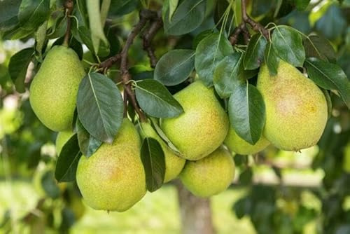 1 Sommerbirnenbaum Conference  120-150cm im Topf Obstbaum Birne Pyrus, hoher Ertrag – winterhart, robust & ideal für Garten & Kübel Busch
