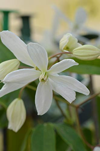 Westcountry Nurseries