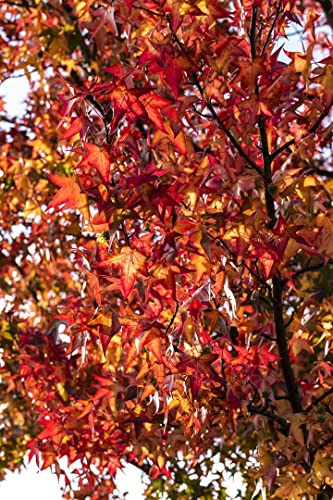 Amberbaum Liquidambar styraciflua Worplesdon 100-125 cm winterhart | Prachtvolle Herbstfärbung, sonniger Standort, robust, ideal als Solitär, langlebig, schnittverträglich