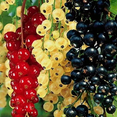 1 Live Currant Bush Plant Fast Growing, Ready Bear Fruit Within 1 Year - No NC, WV, NH, 6-14 Tall, Great for Backyard or Orchard Growing, Currant Plant (Random)
