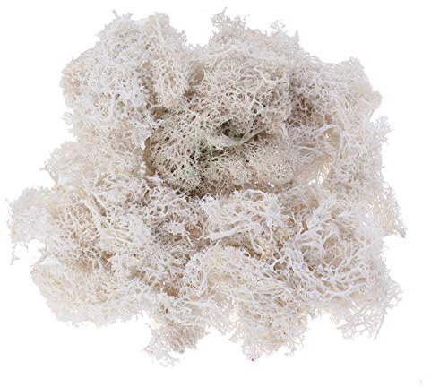MAGICLULU 50g Konserviertes Moos Weiß Dekoratives Material Für Hochzeiten Partys Terrarien Und Garten Pliable Weniger Für Kreative Bastelprojekte Und Pflanzenverschönerung