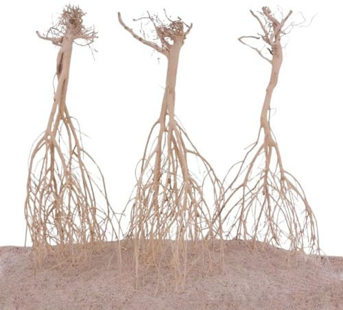 AquaOne Sahara Wurzel 25-35cm Aquarium Wurzel Holz Deko Aquascaping Dekoration Landschaft Moorkien Moorwood Redwood Mangrove Moos Natur Echtholz